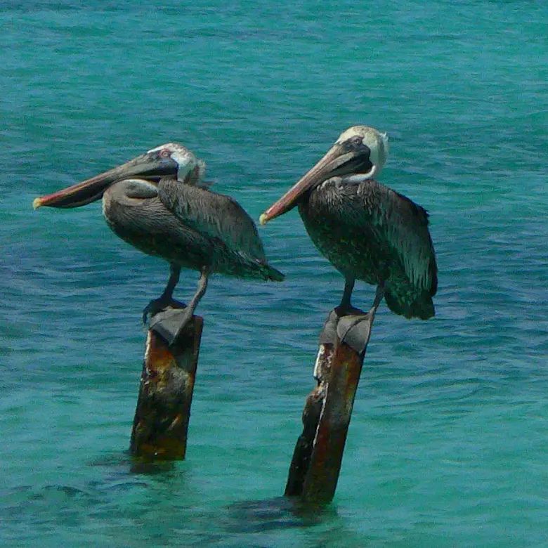 Dos pelícanos descansando sobre dos palos de madera introducidos en el mar