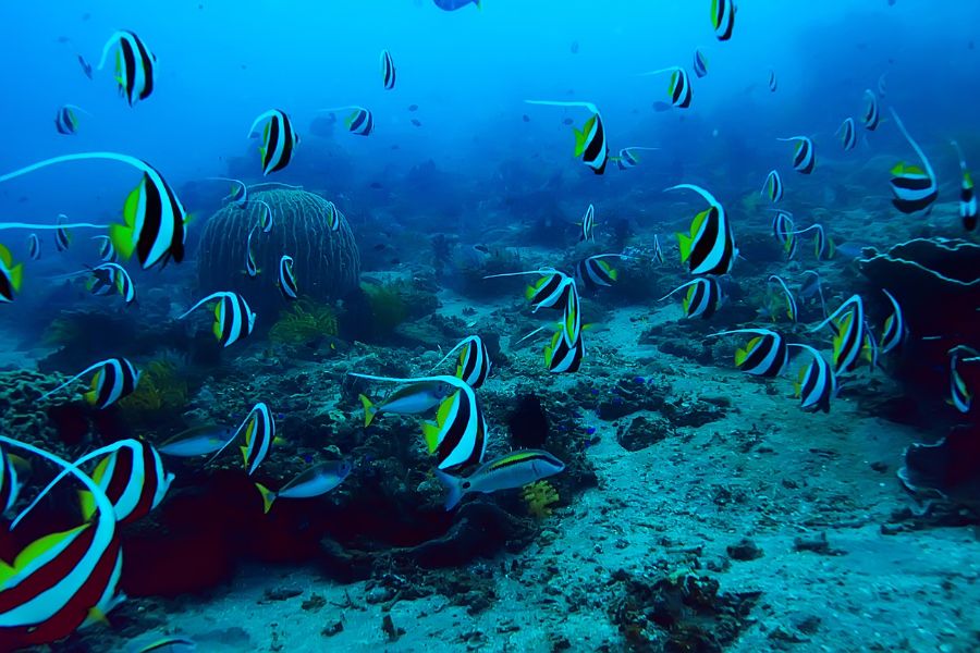 Fondo del mar lleno de peces ídolo moro, piedras, corales y algas